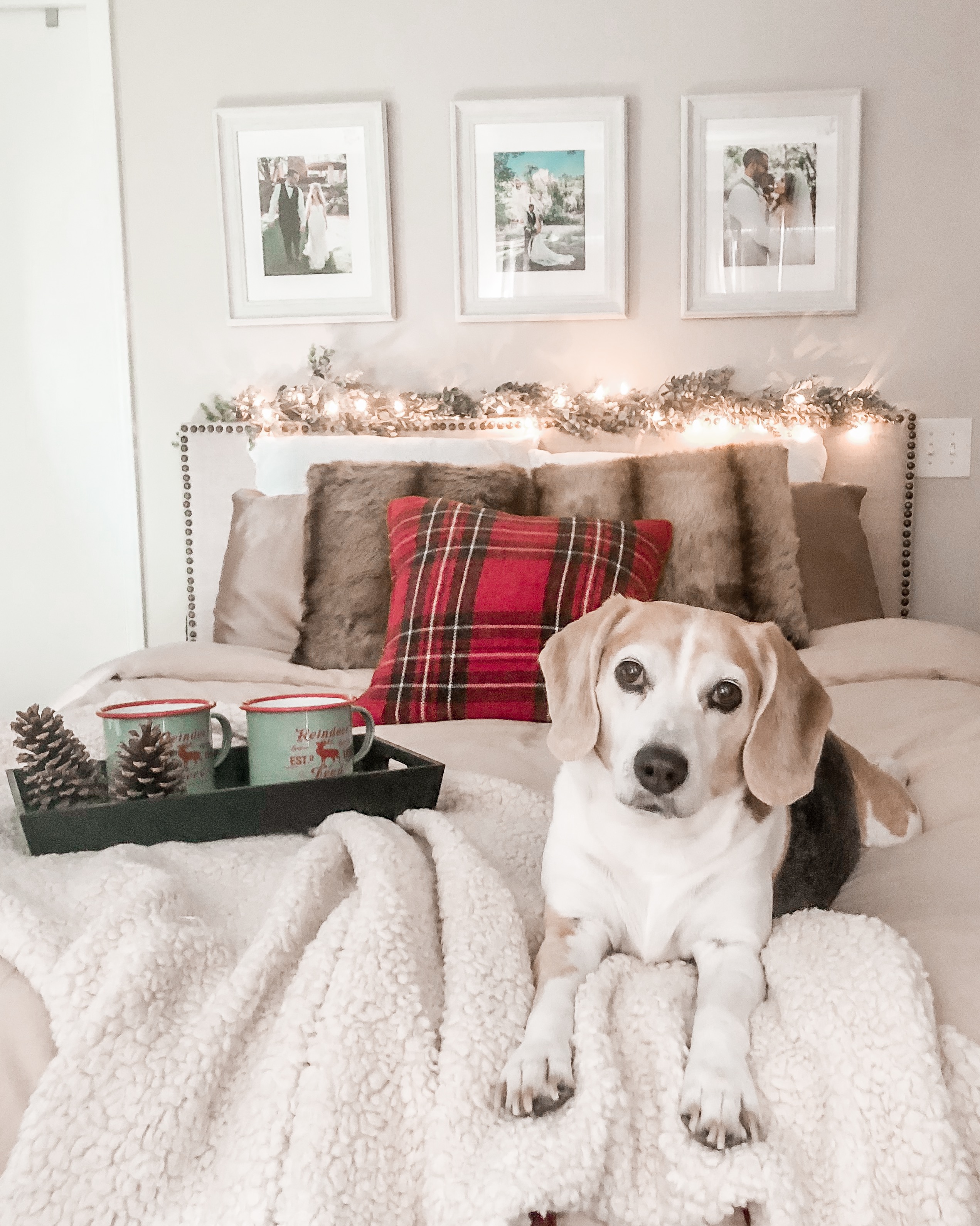 christmas bed, cozy bed, holiday bed, christmas bedroom, faux fur pillows, plaid bed, beagle, white rustic frames, neutral bedding, garland headboard