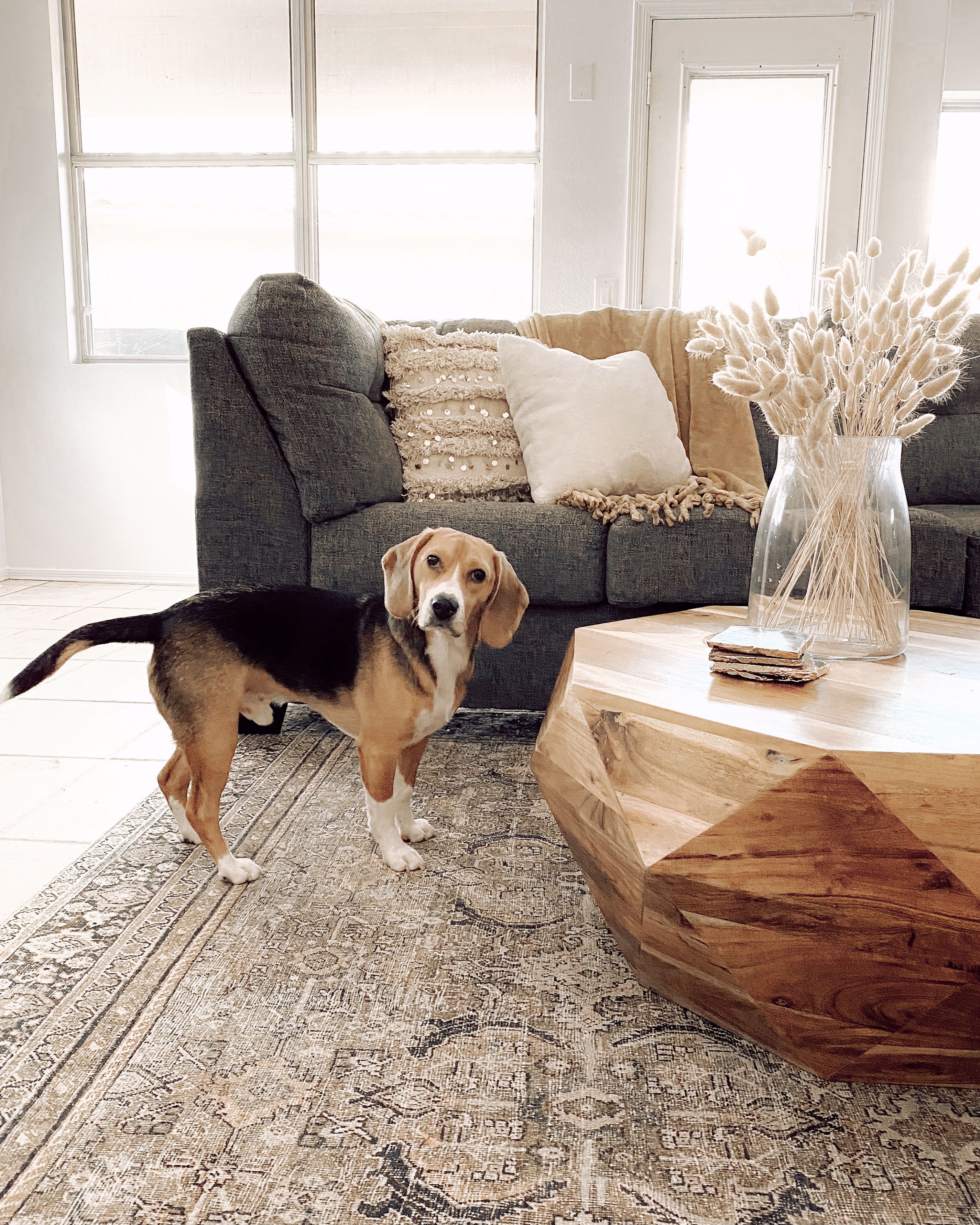 transitional area rug, loloi rug, wooden coffee table