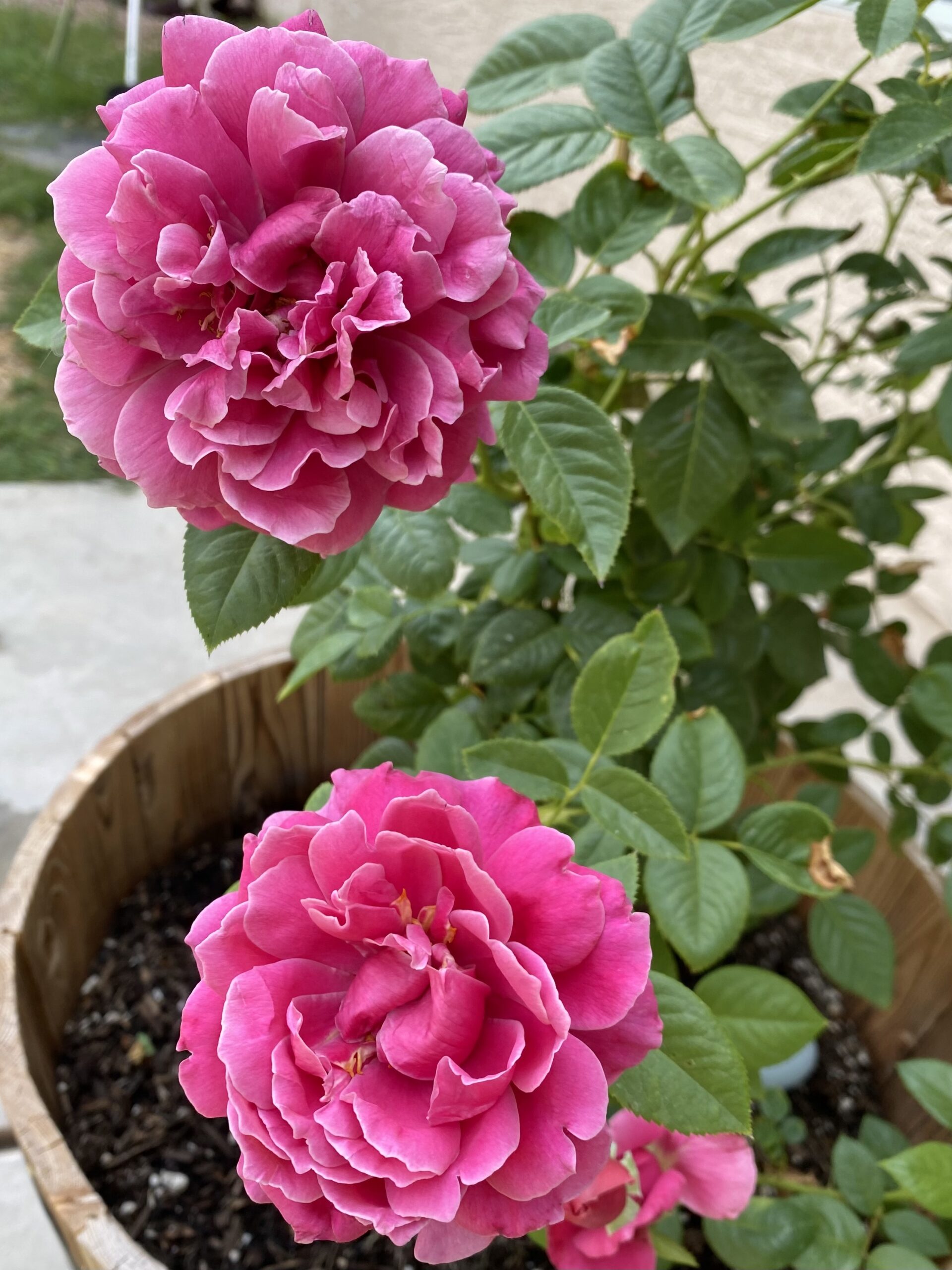 growing healthy roses with huge blooms. what to feed my roses for more blooms. why are my rose blooms so small? how often do i feed my roses. pretty lady rose