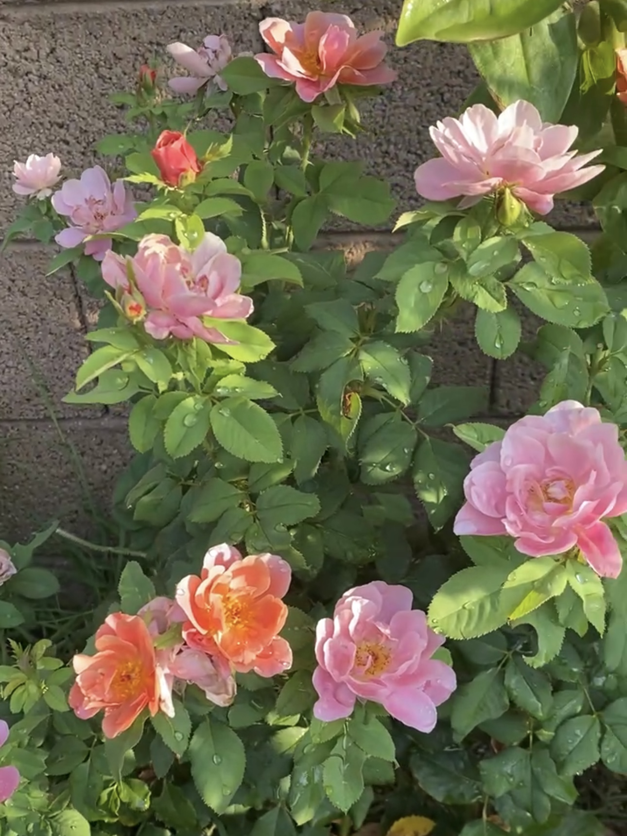 Roses without fertilizer growing healthy roses with huge blooms. what to feed my roses for more blooms. why are my rose blooms so small? how often do i feed my roses.