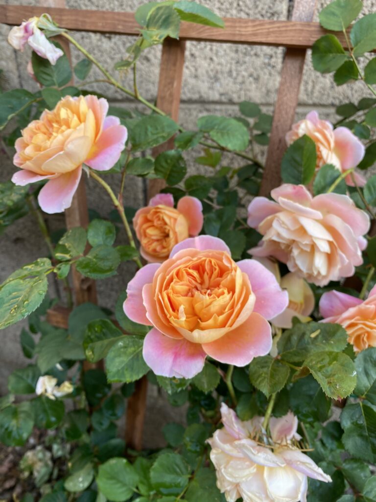 growing healthy roses. how to get roses to bloom. how to get big blooms on roses. why are my rose blooms so small? climbing roses.