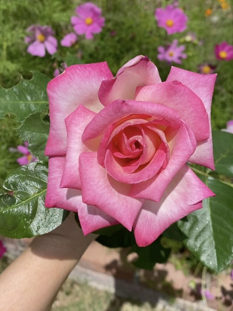 growing healthy roses with huge blooms. what to feed my roses for more blooms. why are my rose blooms so small? how often do i feed my roses. california dreamin rose