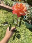 giant-rose-blooms-food growing healthy roses with huge blooms. what to feed my roses for more blooms. why are my rose blooms so small? how often do i feed my roses. arizona rose