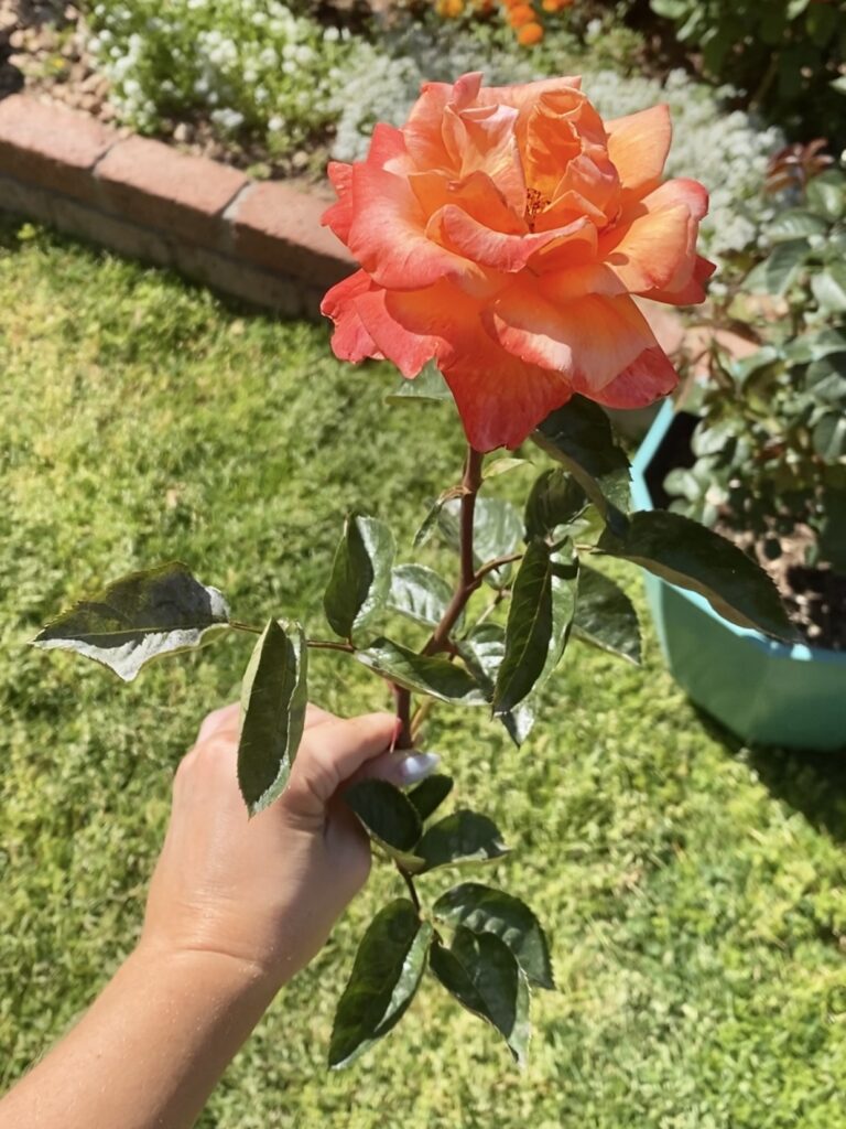 growing healthy roses with huge blooms. what to feed my roses for more blooms. why are my rose blooms so small? how often do i feed my roses. arizona rose