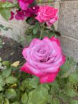 how to get large rose blooms growing healthy roses with huge blooms. what to feed my roses for more blooms. why are my rose blooms so small? how often do i feed my roses. paradise rose