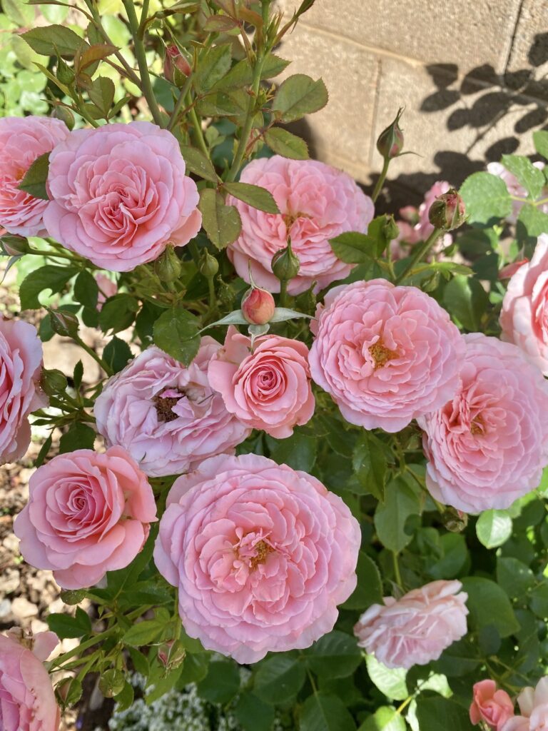 sexy rexy rose. roses that do well in phoenix arizona. roses that do well in desert heat. heat tolerant roses. roses that like the heat. roses that do well in texas.