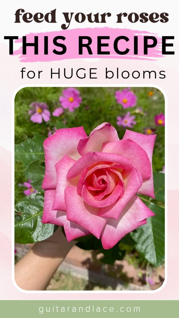 rose garden tips. why are my rose blooms so small. how to get my roses to bloom. best fertilizer for roses. how to feed roses.