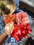 how-to-grow-giant-rose-blooms how to grow roses with giant blooms. how to make rose blooms bigger. how to make my rose plant bloom more.