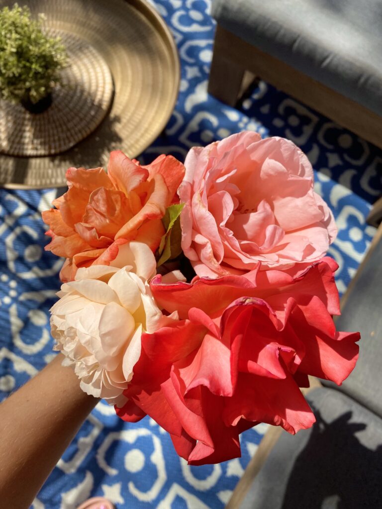 how to grow roses with giant blooms. how to make rose blooms bigger. how to make my rose plant bloom more. 