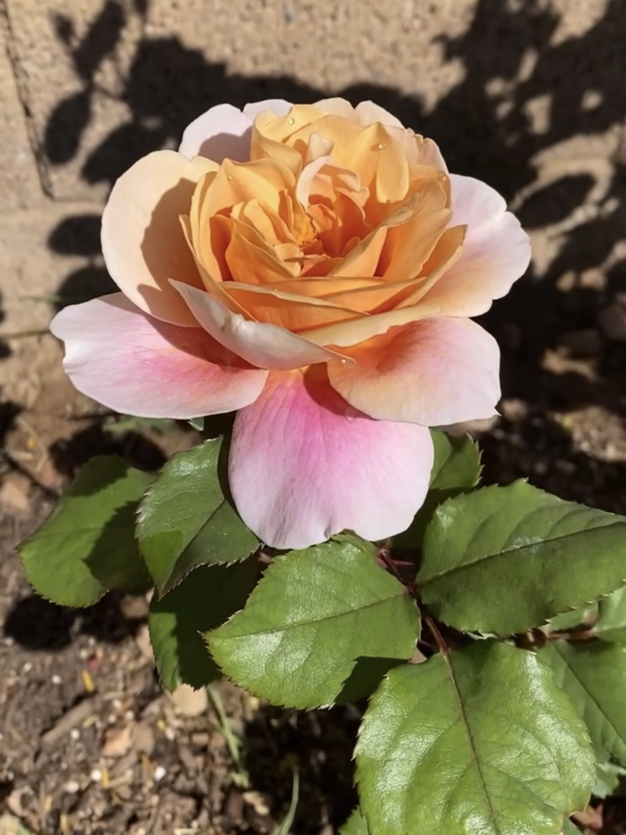 how to grow huge rose blooms growing healthy roses with huge blooms. what to feed my roses for more blooms. why are my rose blooms so small? how often do i feed my roses. distant drums rose