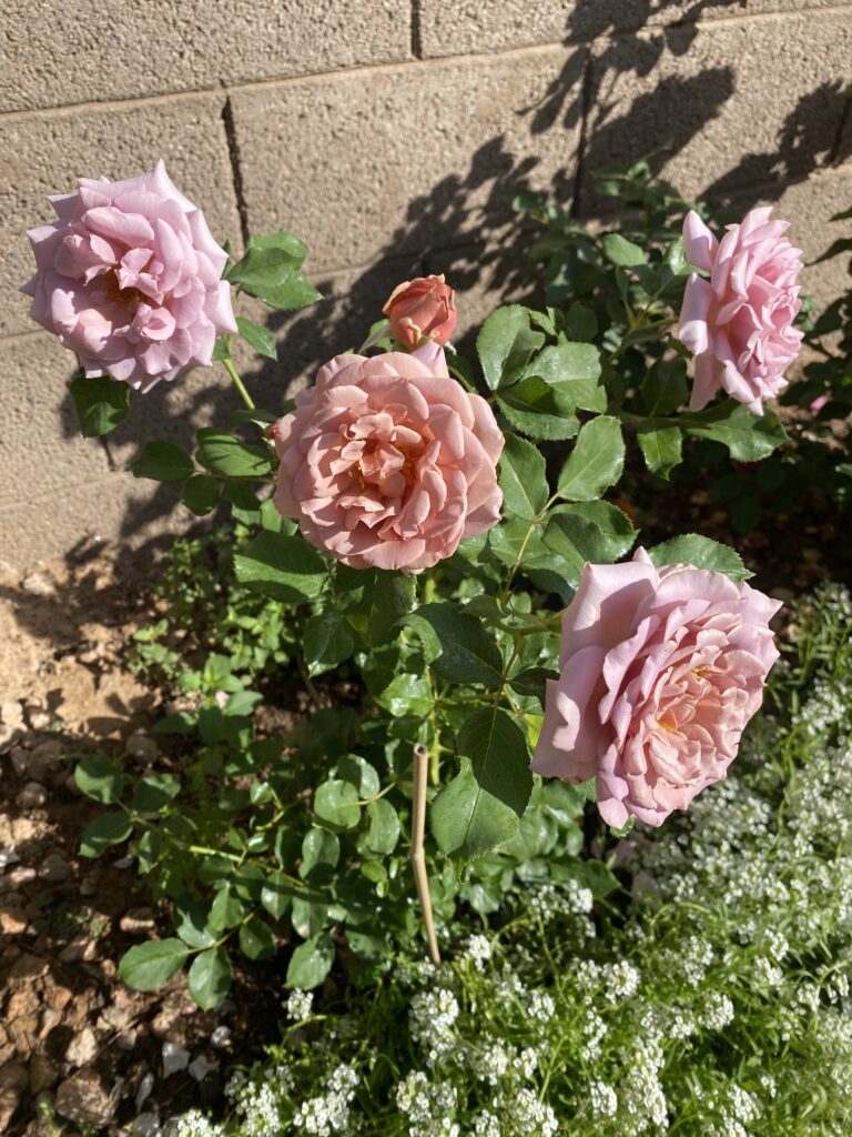 growing healthy roses with huge blooms. what to feed my roses for more blooms. why are my rose blooms so small? how often do i feed my roses. koko loko rose
