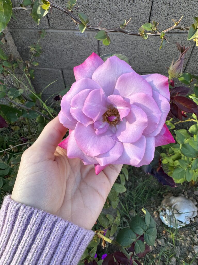 growing healthy roses with huge blooms. what to feed my roses for more blooms. why are my rose blooms so small? how often do i feed my roses. 