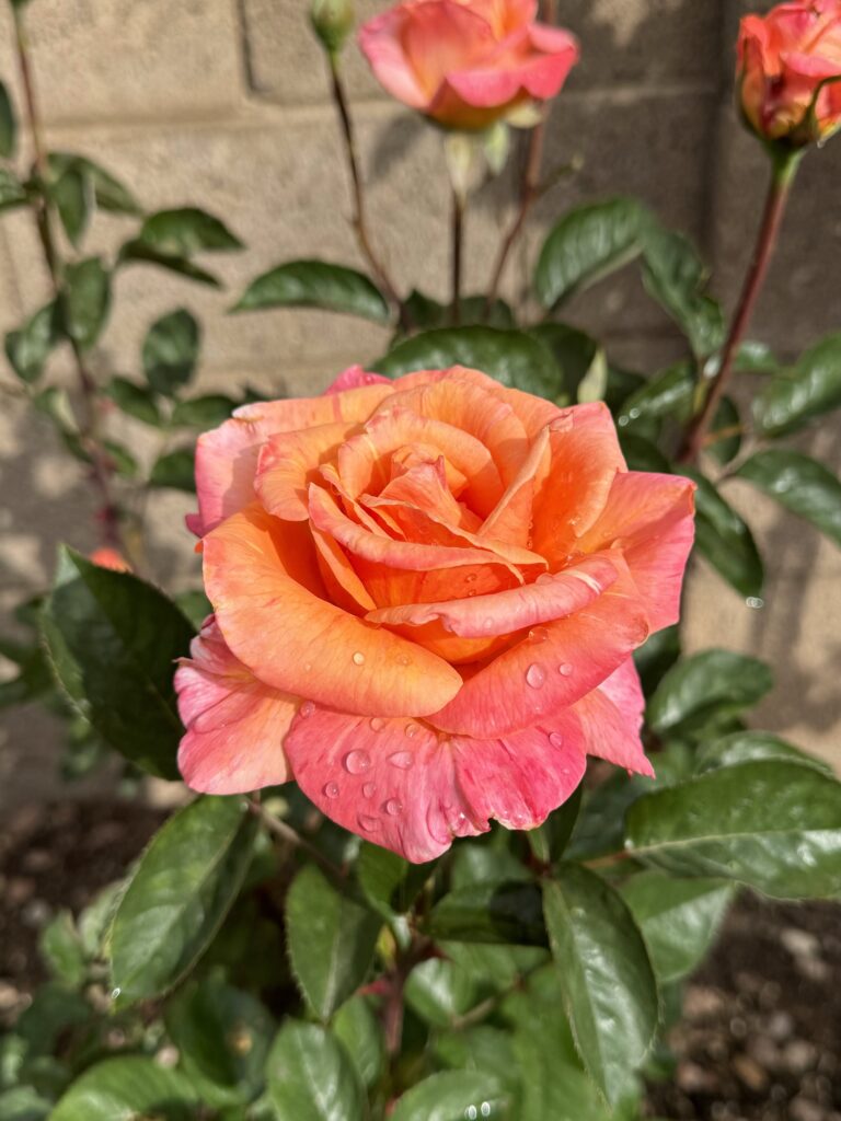arizona rose. roses that do well in phoenix arizona. roses that do well in desert heat. heat tolerant roses. roses that like the heat. roses that do well in texas. roses that do well in hot weather.