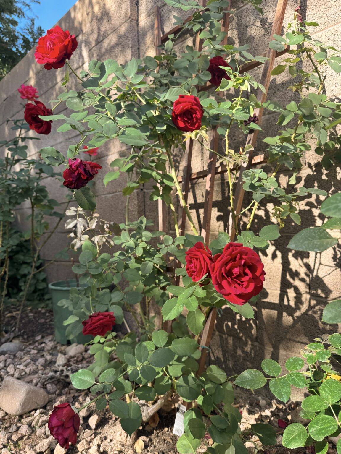 Believed Roses Rose Garden Lookbook: all of my beautiful Red Roses! | guitar & lace
