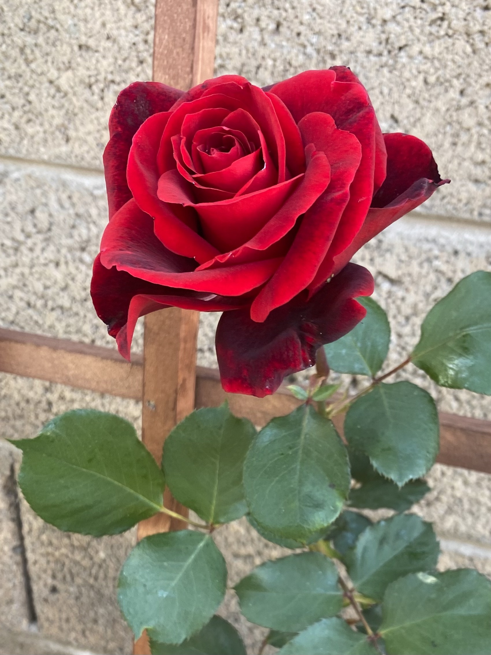 Don Juan Climbing Rose. Roses that do well in phoenix arizona. roses that like the heat.