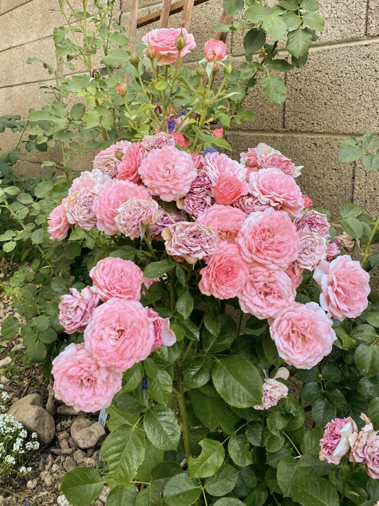 sexy rexy rose. roses that do well in phoenix arizona. roses that do well in desert heat. heat tolerant roses. roses that like the heat. roses that do well in texas.