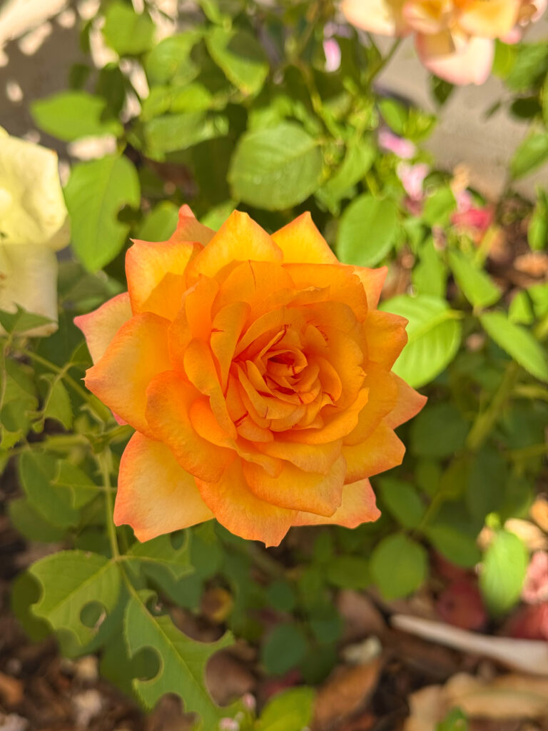 gold medal rose. heat tolerant roses. roses that do well in phoenix, arizona.