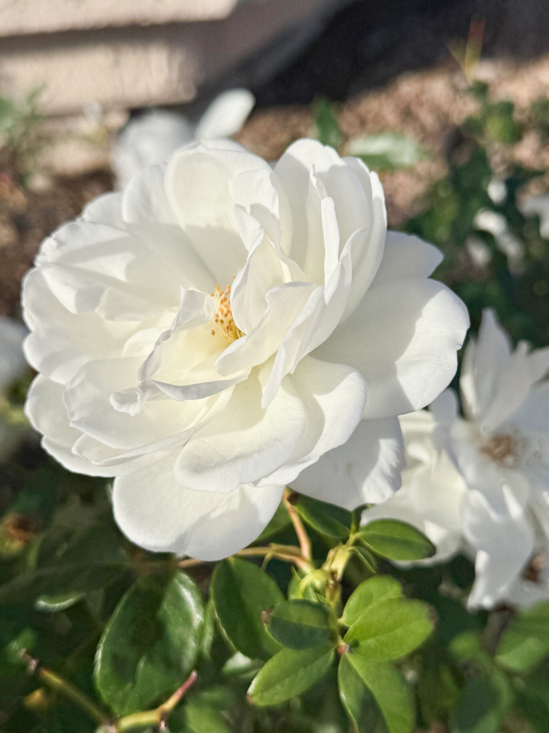 iceberg roses. heat tolerant roses. roses for phoenix arizona