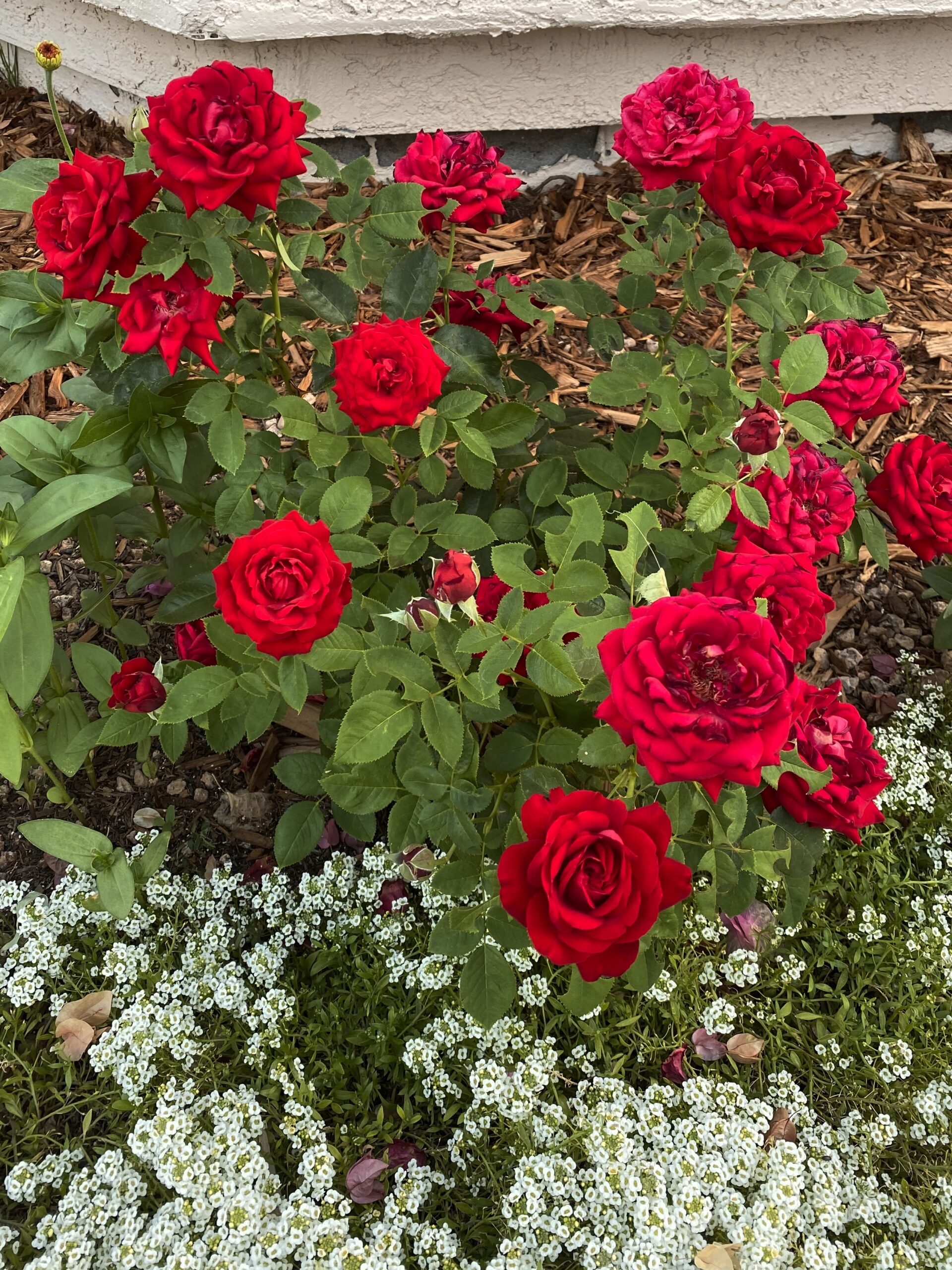 ingrid bergman rose. red roses that dont turn blue. roses that do well in phoenix arizona. heat tolerant roses.