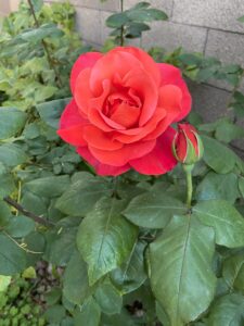 Rose Garden Lookbook: all of my beautiful Orange Roses! | guitar & lace