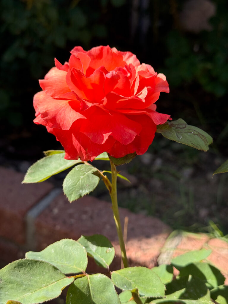sedona rose. heat tolerant roses. roses that do well in hot weather. roses that do well in phoenix arizona. roses that grow in the heat. 
