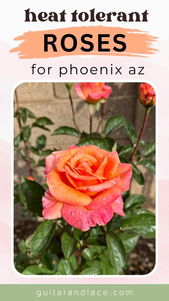 heat tolerant roses. roses that do well in phoenix arizona. roses that do well in desert heat. heat tolerant roses. roses that like the heat. roses that do well in texas. roses that do well in hot weather.