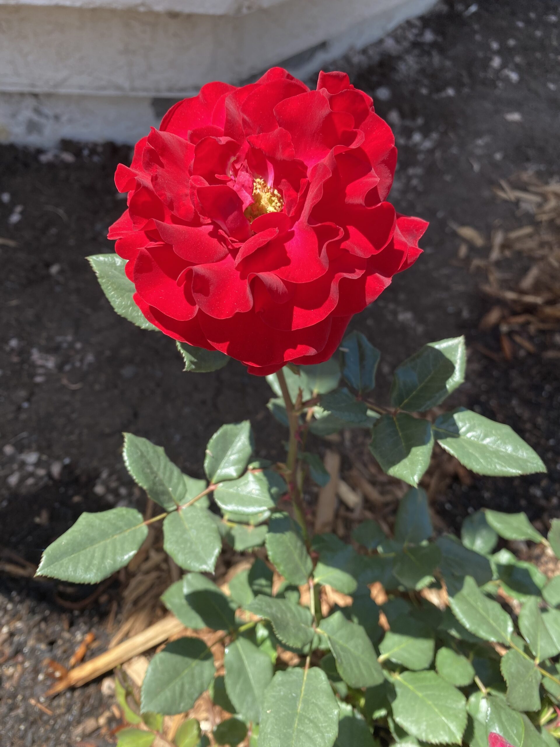 Rose Garden Lookbook: all of my beautiful Red Roses! | guitar & lace