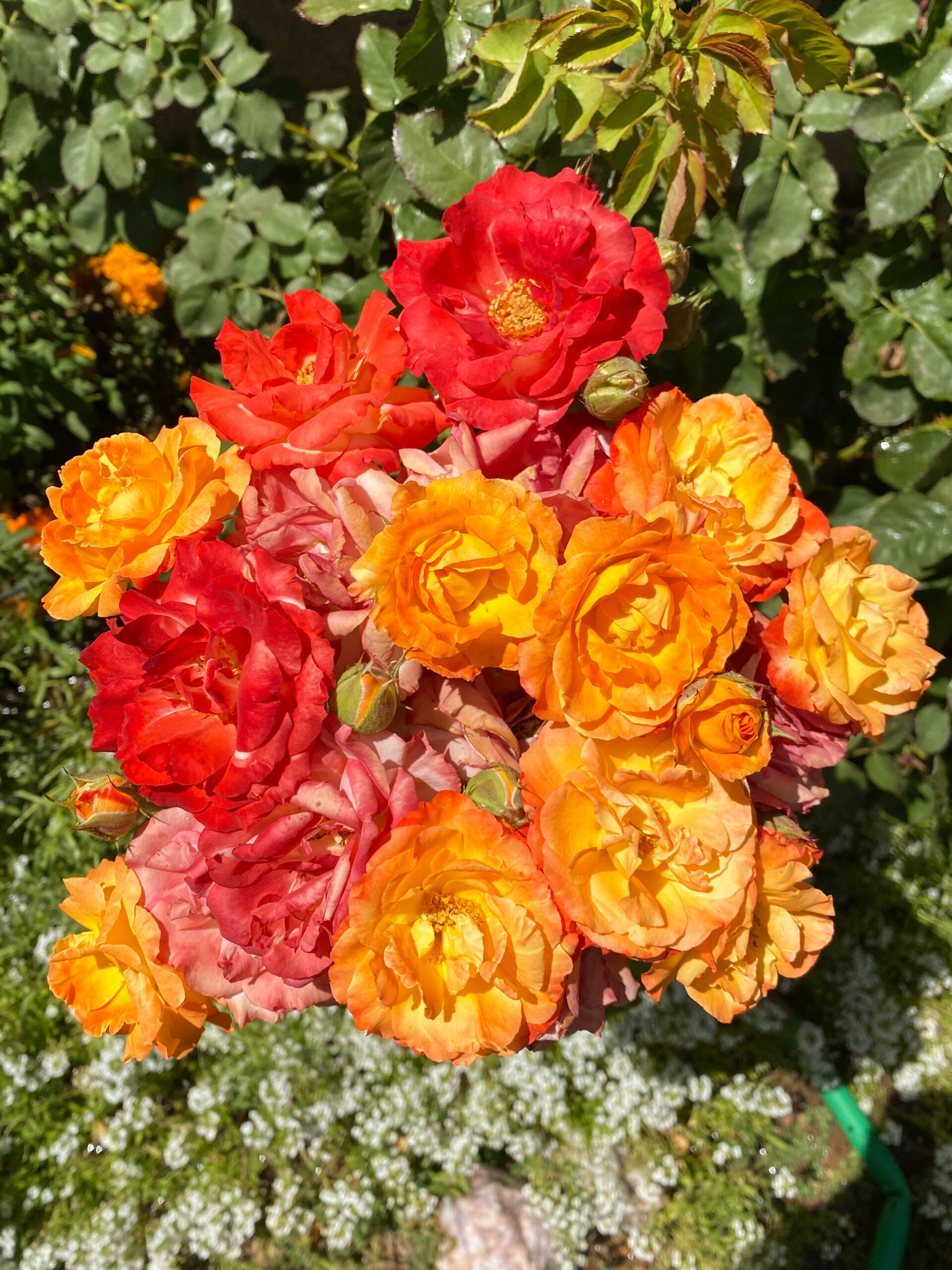 Piñata Rose. Piñata climbing rose. orange climbing rose. orange roses.