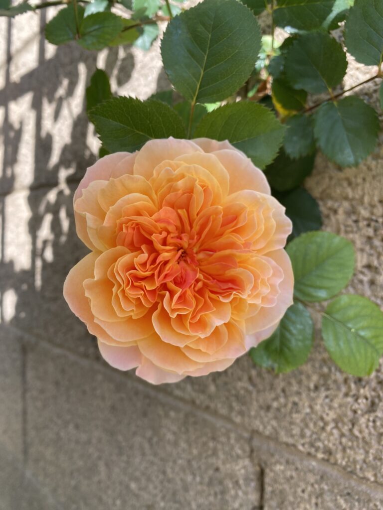 impressionist rose. climbing roses that do well in phoenix az