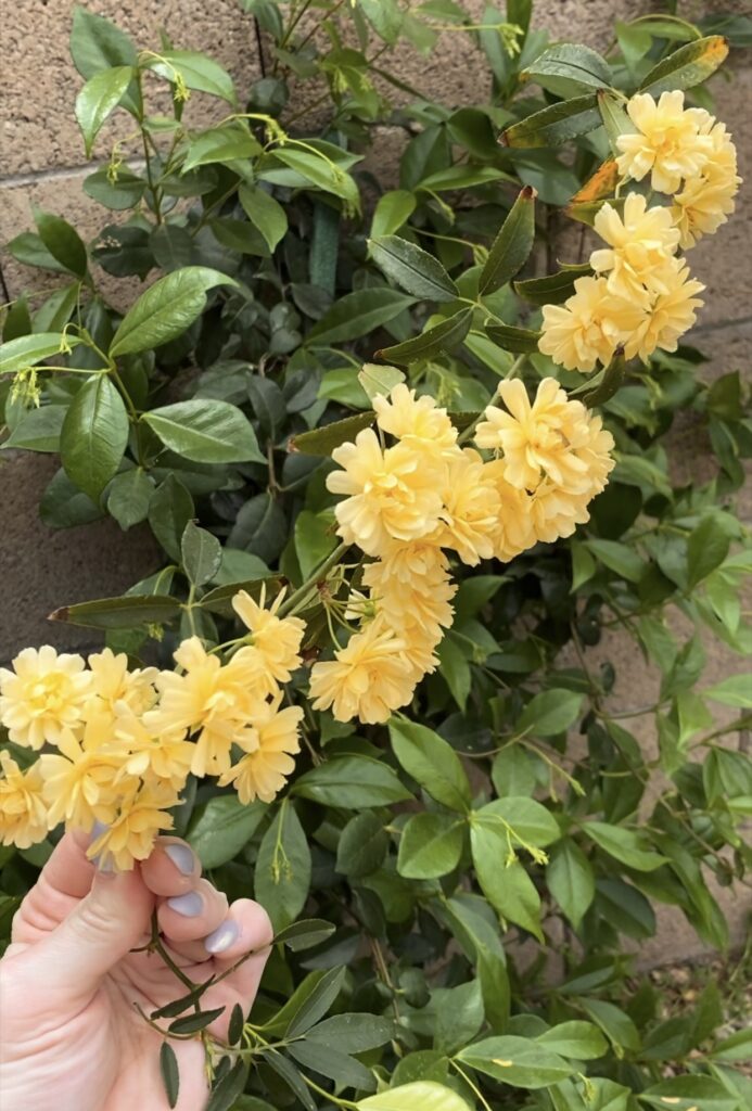 lady banks rose. yellow climbing rose. rambling rose. heat tolerant roses.