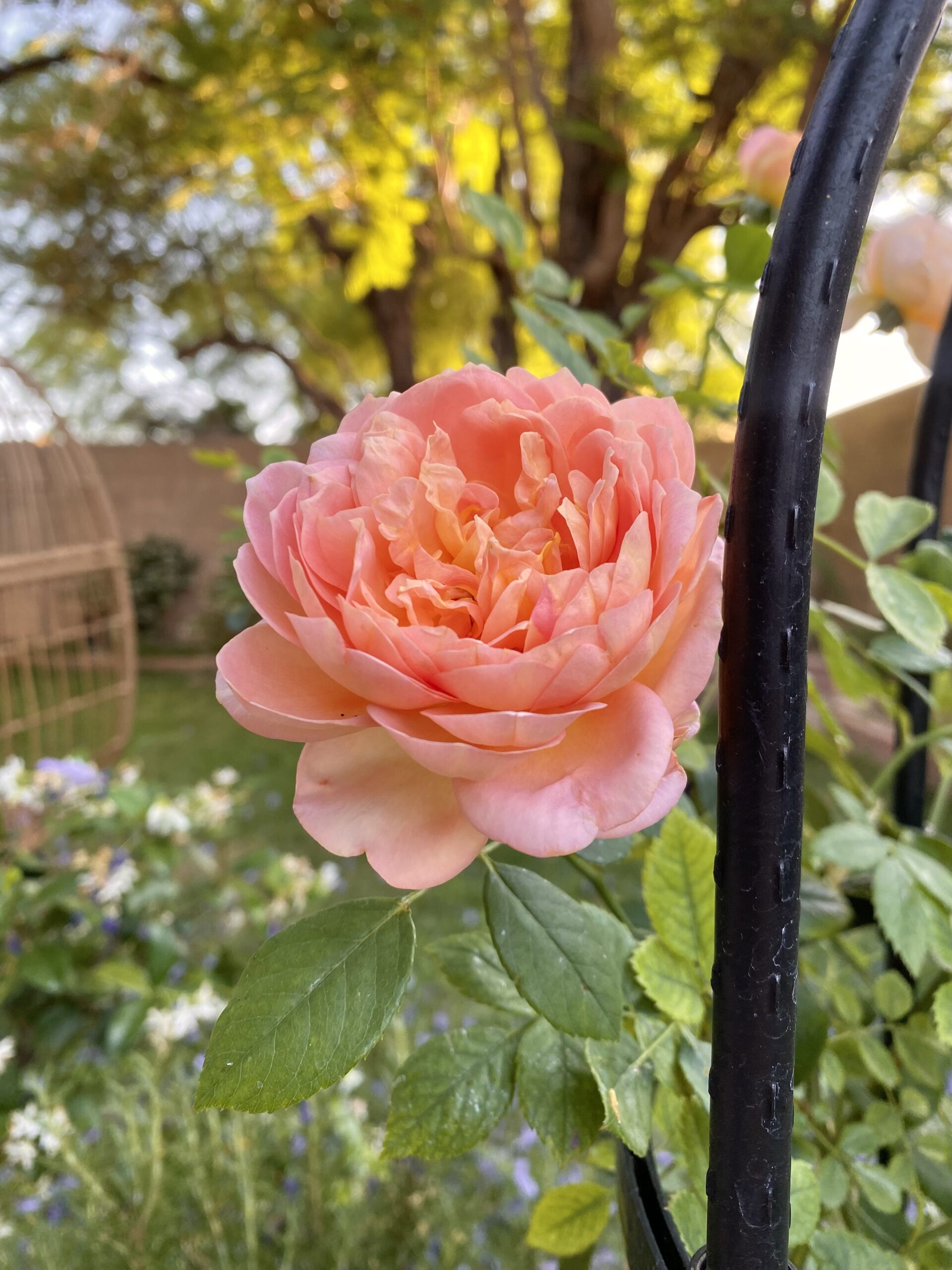lady of shalott rose, orange roses, david austin roses, roses that grow in phoenix arizona, backyard rose garden ideas