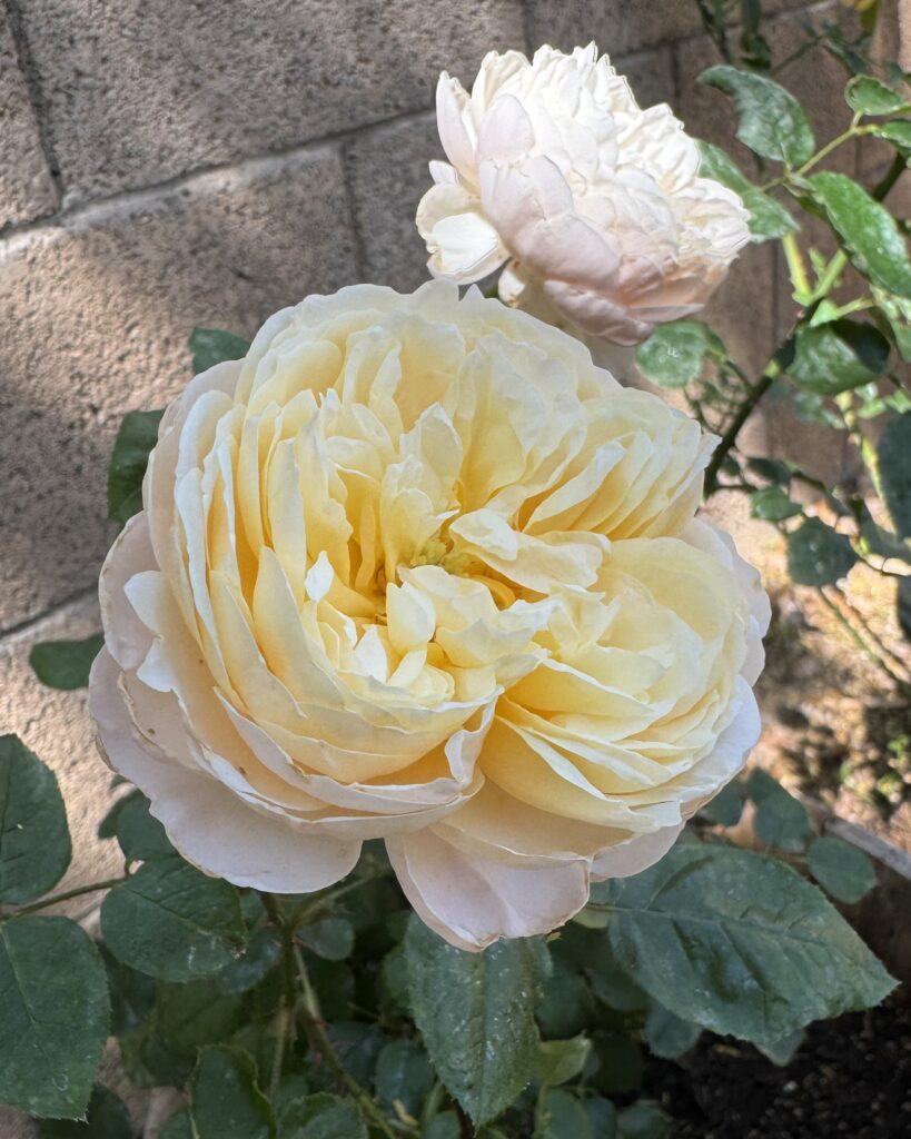 moonlight in paris rose. fragrant roses. yellow roses. cream roses.