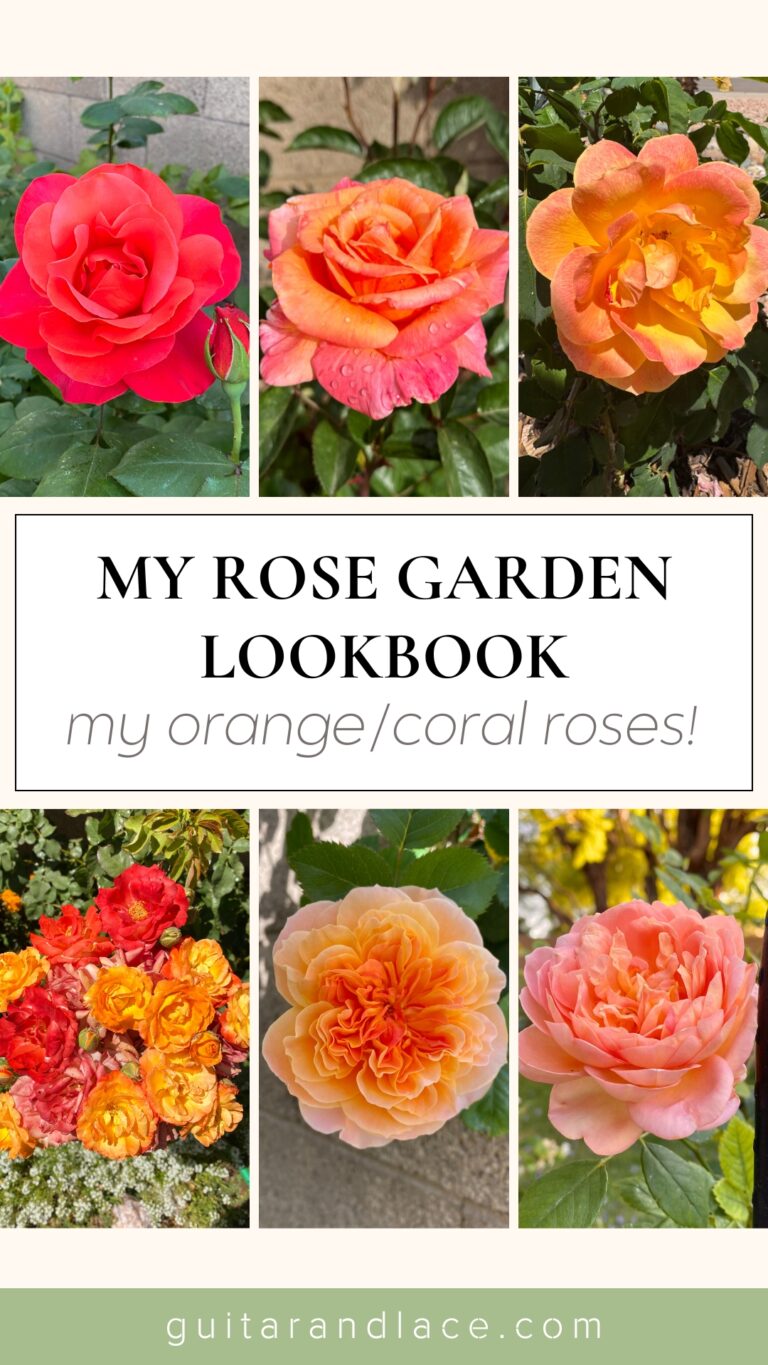 orange rose garden lookbook. orange roses. apricot roses. heat tolerant roses.