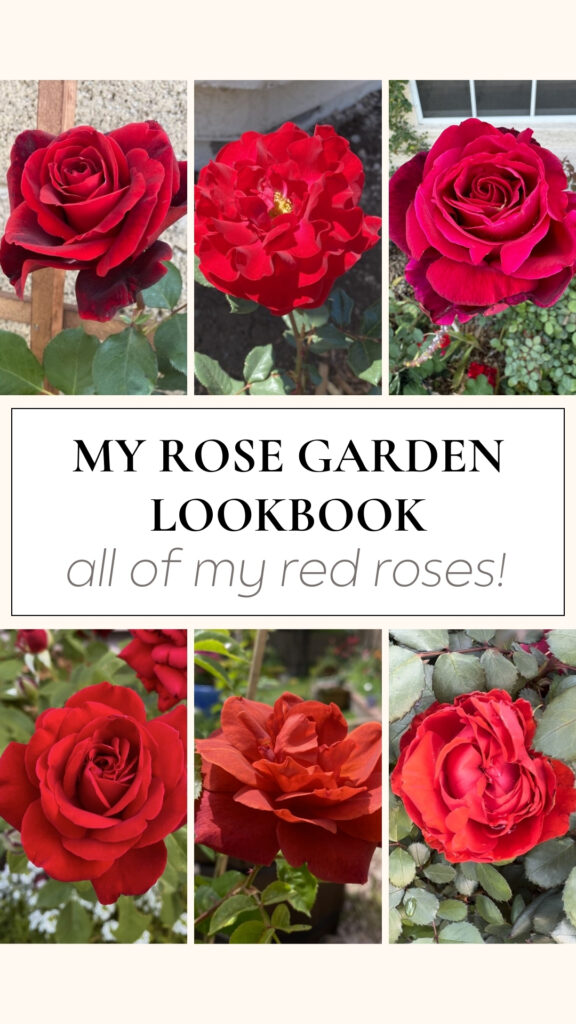 red roses in a garden. red rose landscape. red roses that smell amazing. different types of red roses. roses that grow in texas. roses that grow in arizona. heat tolerant roses.