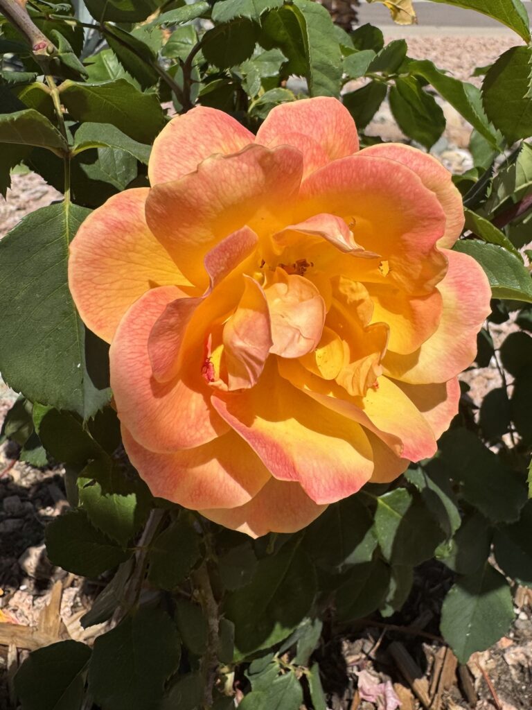 strike it rich rose. orange roses. roses that grow in phoenix arizona. roses that grow in hot weather. roes garden ideas