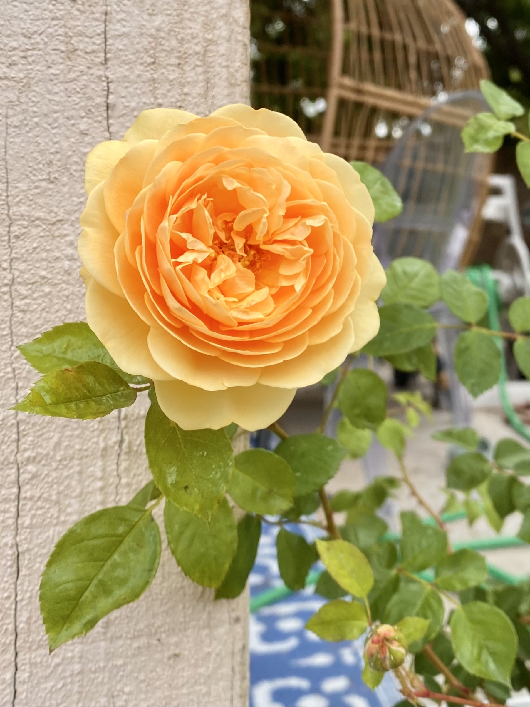teasing georgia climbing rose. yellow climbing rose. david austin climbing roses.