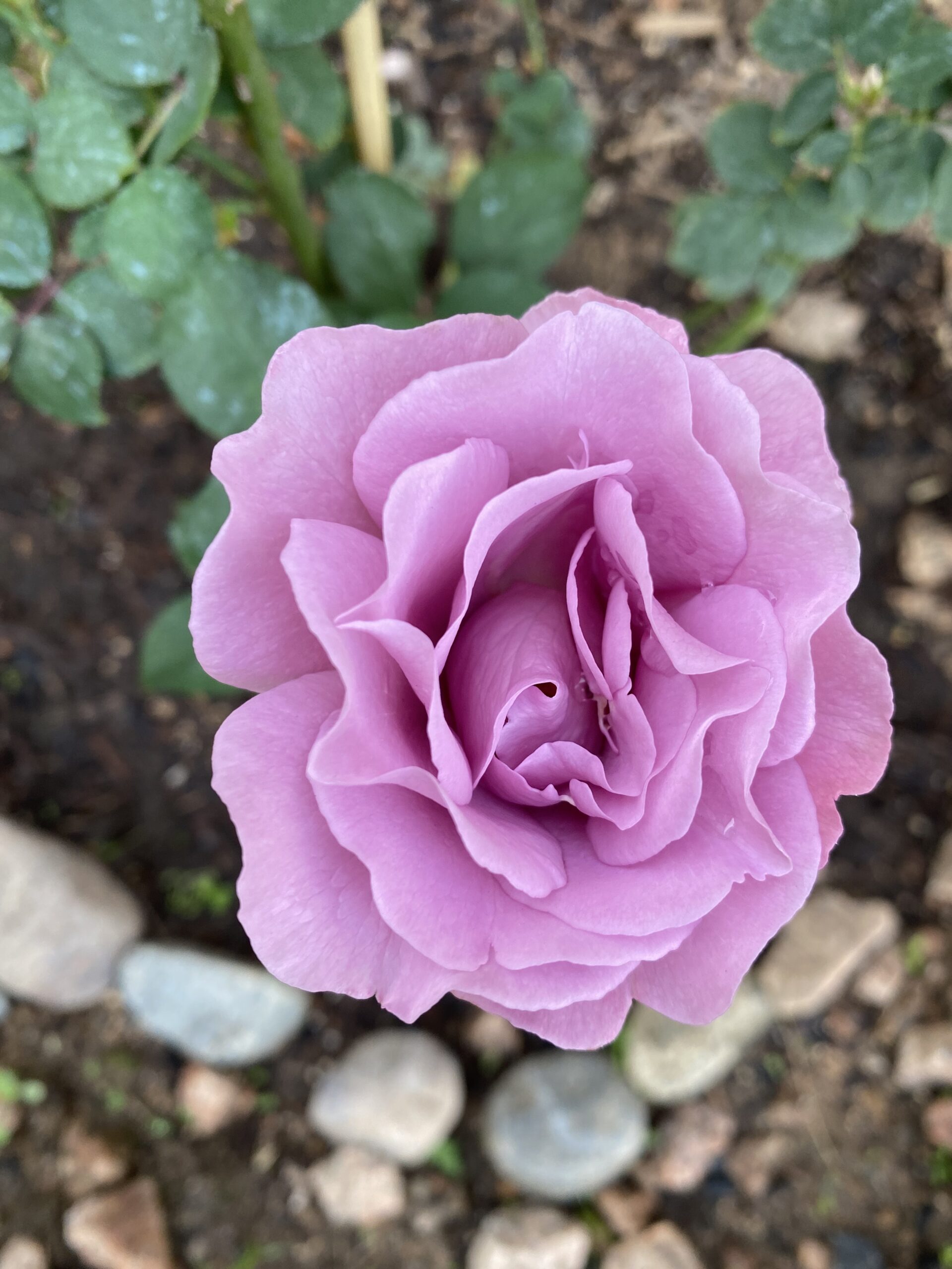 Rose Garden Lookbook: all of my beautiful Purple Roses! | guitar & lace