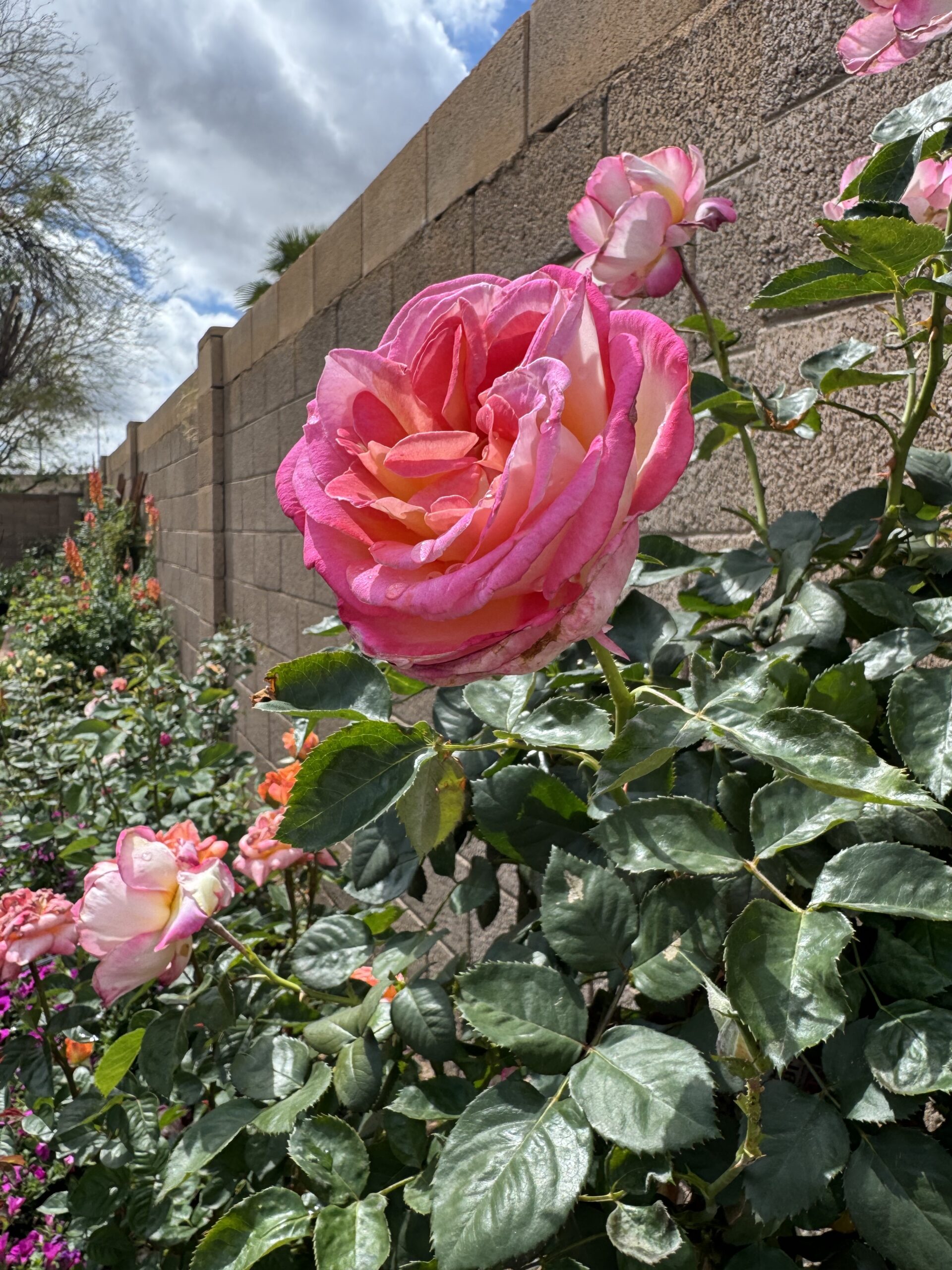 california dreamin rose. pink roses. tree rose. barbie pink rose. super fragrant roses.