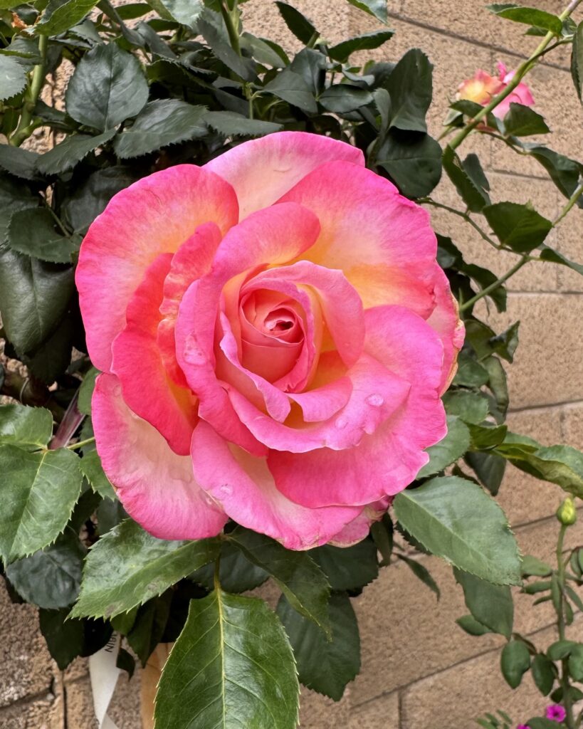 california dreamin rose. california dreaming rose. pink roses