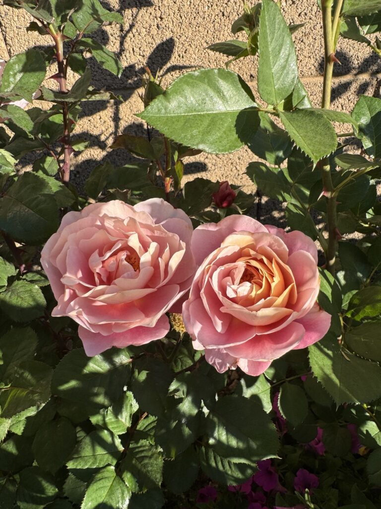 distant drums rose. pink rose. pink roses that are heat tolerant. the best roses for phoenix arizona. heat tolerant roses. beautiful roses.