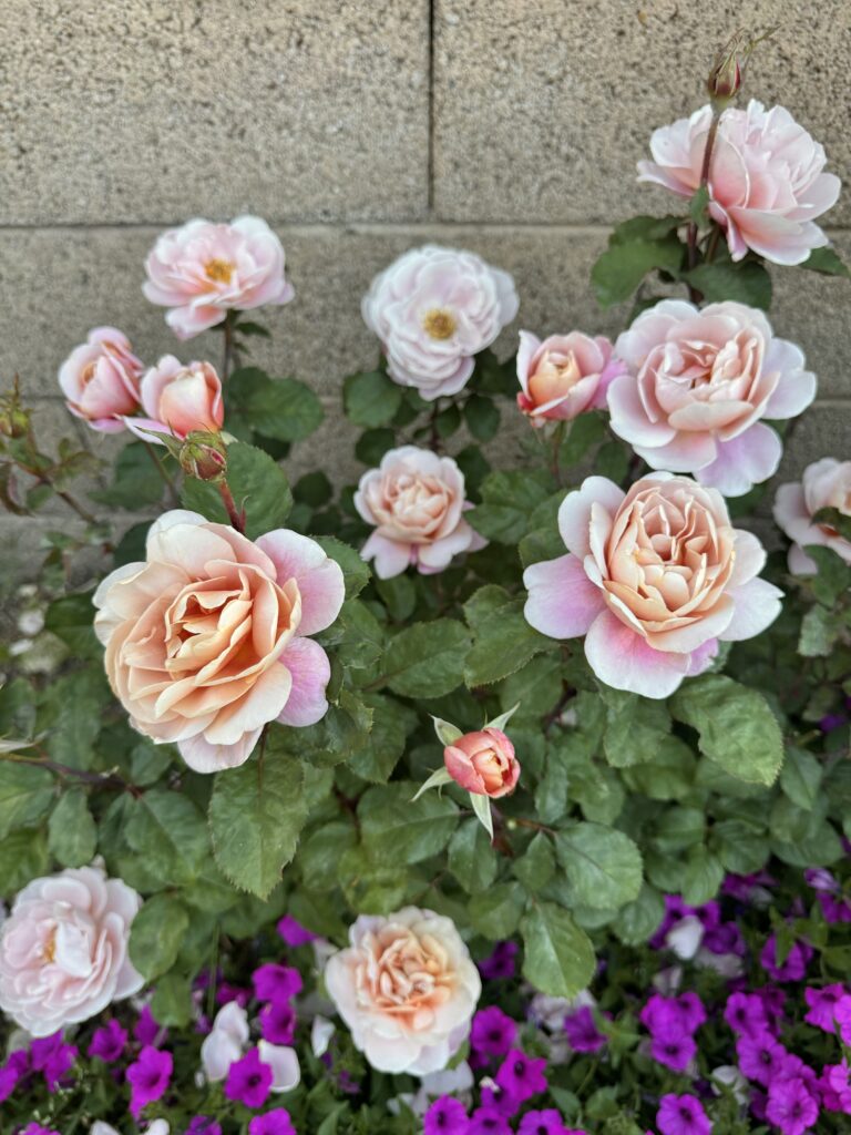distant drums rose. pink rose. pink roses that are heat tolerant. the best roses for phoenix arizona. heat tolerant roses. beautiful roses.