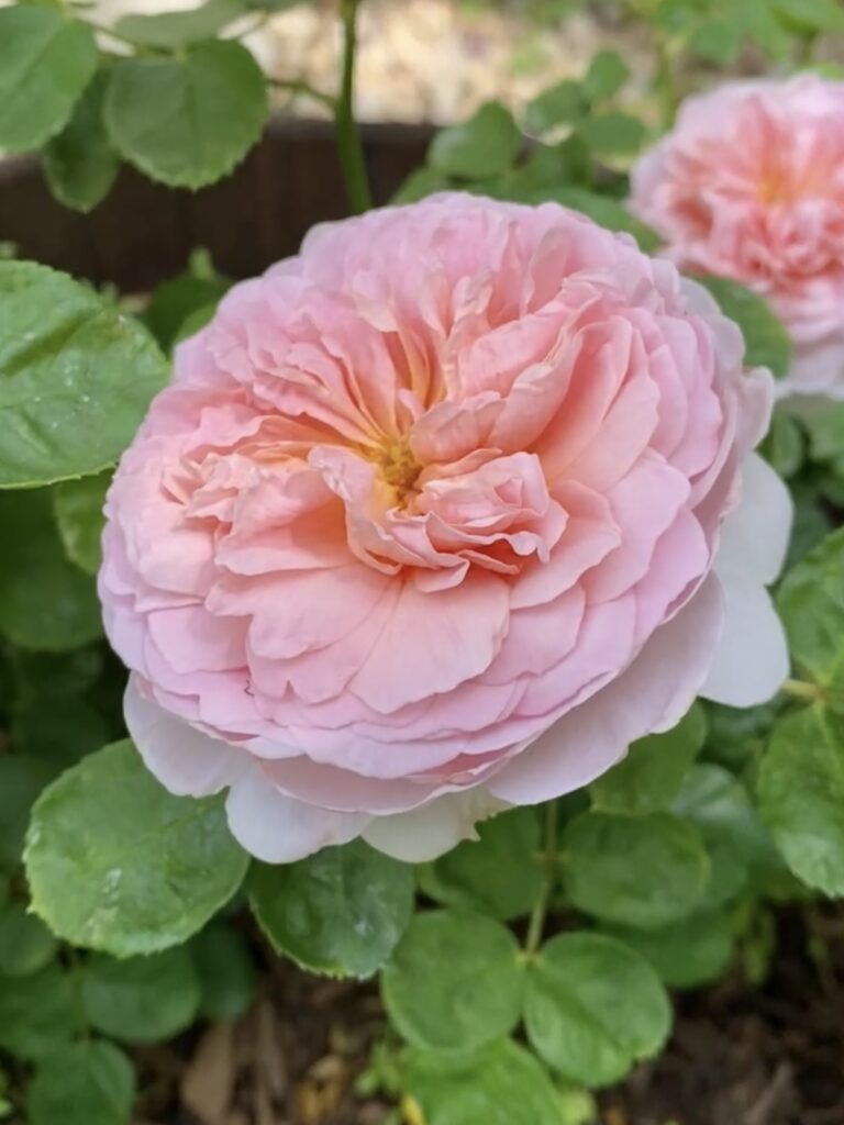 eustacia vye rose. david austin roses. old fashioned pink roses. english roses. cottage garden roses.