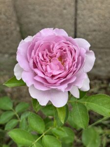 love song rose. lavender rose. purple roses. fragrant roses. heat tolerant purple roses.
