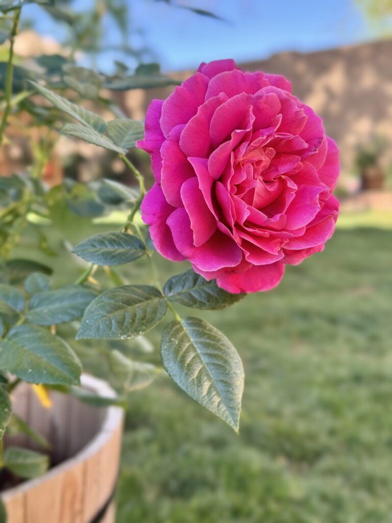 pretty lady rose. the Downton Abbey rose. pink roses. fuschia roses. purple pink roses. magenta roses. heat tolerant roses.