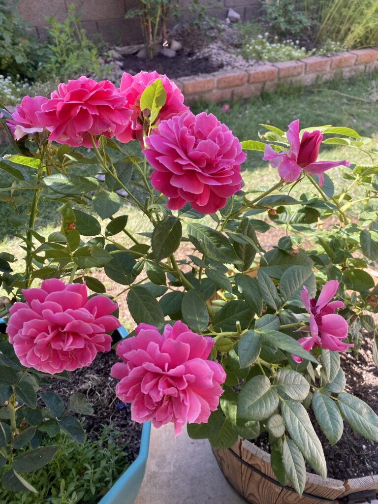 pretty lady rose. the Downton Abbey rose. pink roses. fuschia roses. purple pink roses. magenta roses. heat tolerant roses.