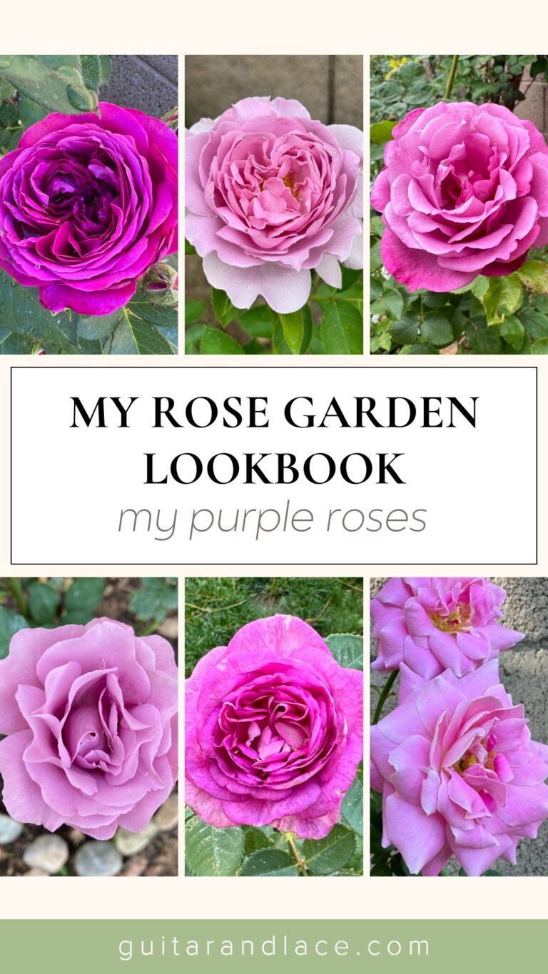 purple roses. rose garden lookbook. purple roses phoenix arizona. zone 9b roses. lavender roses. mauve roses. purple roses that do well in the heat