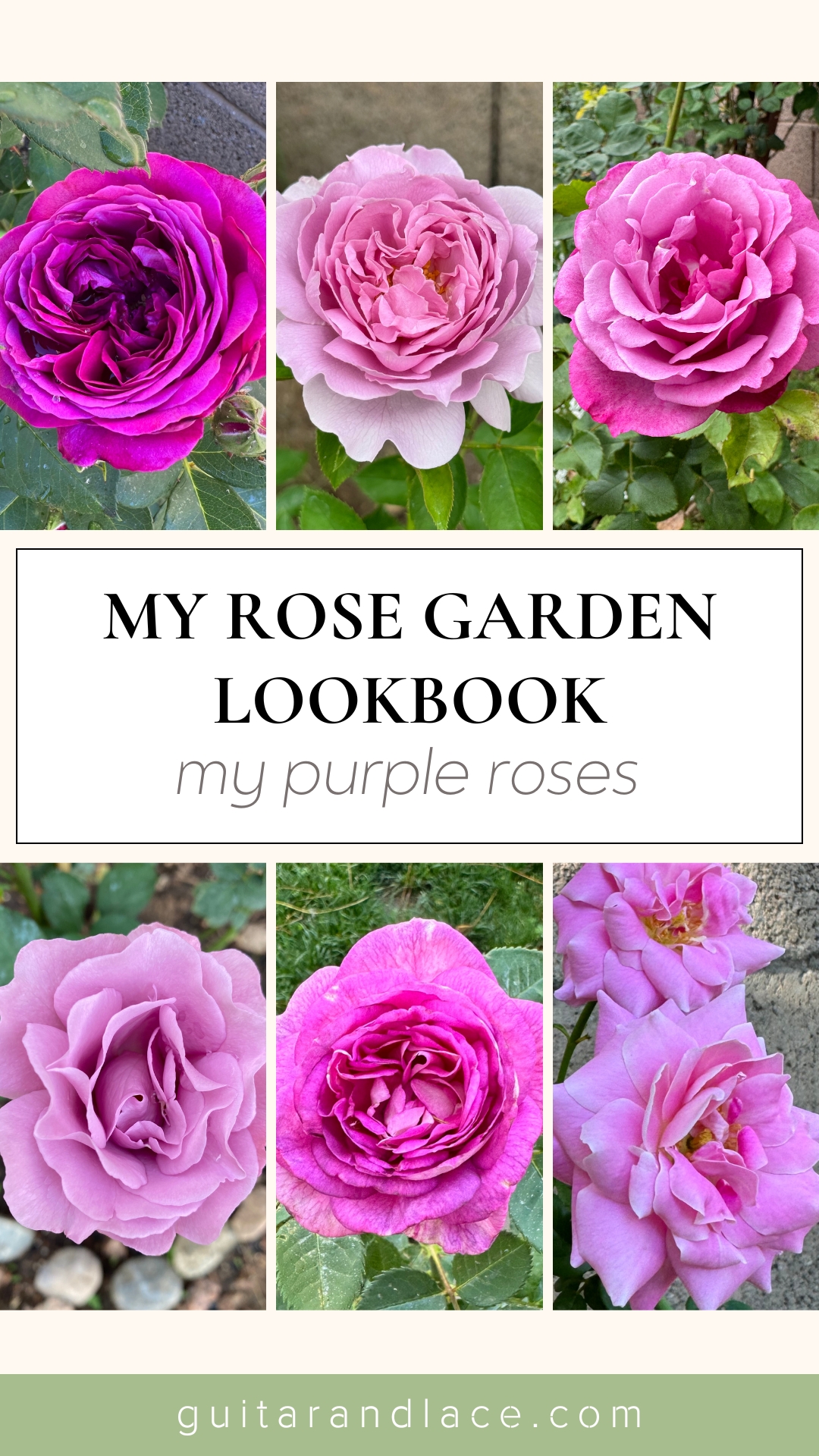 Rose Garden Lookbook: all of my beautiful Purple Roses!