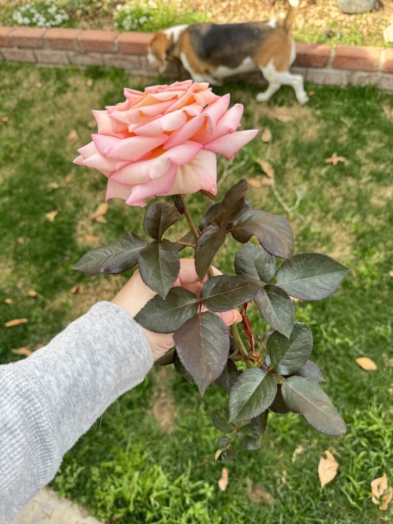 scentsation rose, scent-sation rose, heat tolerant roses, roses that do well in phoenix arizona, roses that do well in texas, peachy pink roses