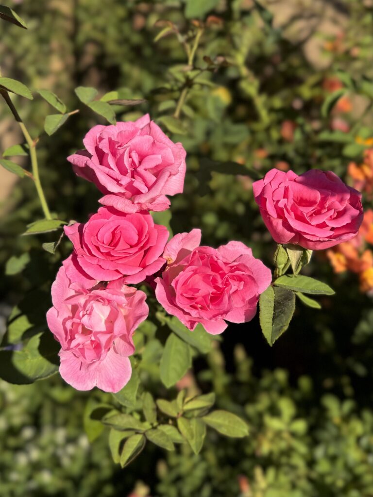 zephirine drouhin climbing rose. hot pink climbing roses. heat tolerant climbing roses.