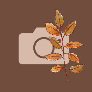 Camera fall app icons